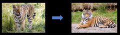 跨物种造物，AI将长颈鹿图片转换为鸟，还骗过了人类与机器