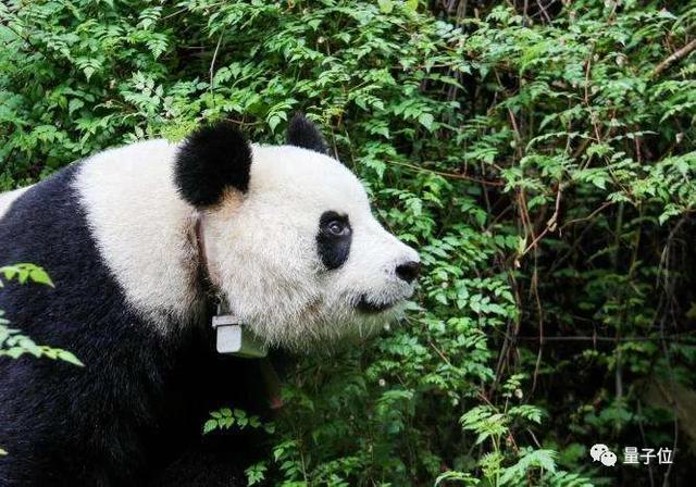 熊猫可人脸识别？大熊猫迎来熊生高光时刻，以后终于可以认清我了